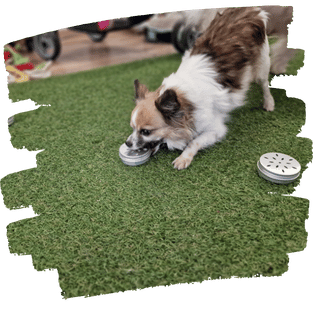 Dog training method Darling Dogs