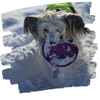 Human-dog team training